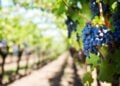 Uvas: propiedades, beneficios y valor nutricional de las uvas