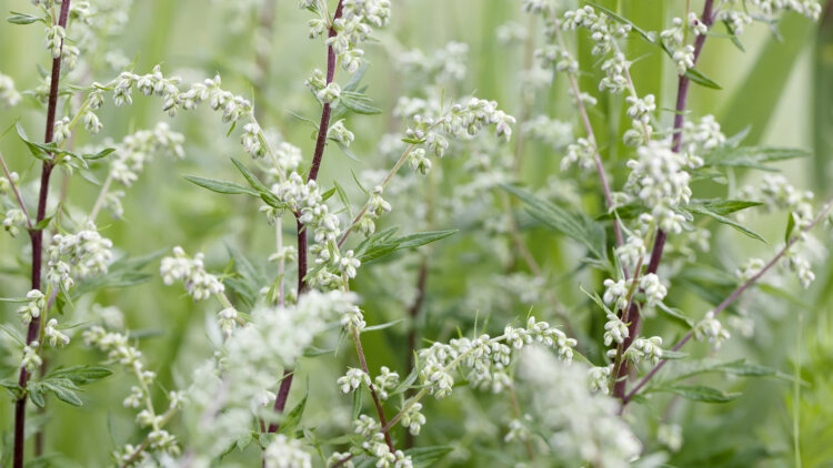 Artemisia vulgaris