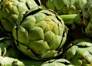 Alcachofas: beneficios, propiedades y usos