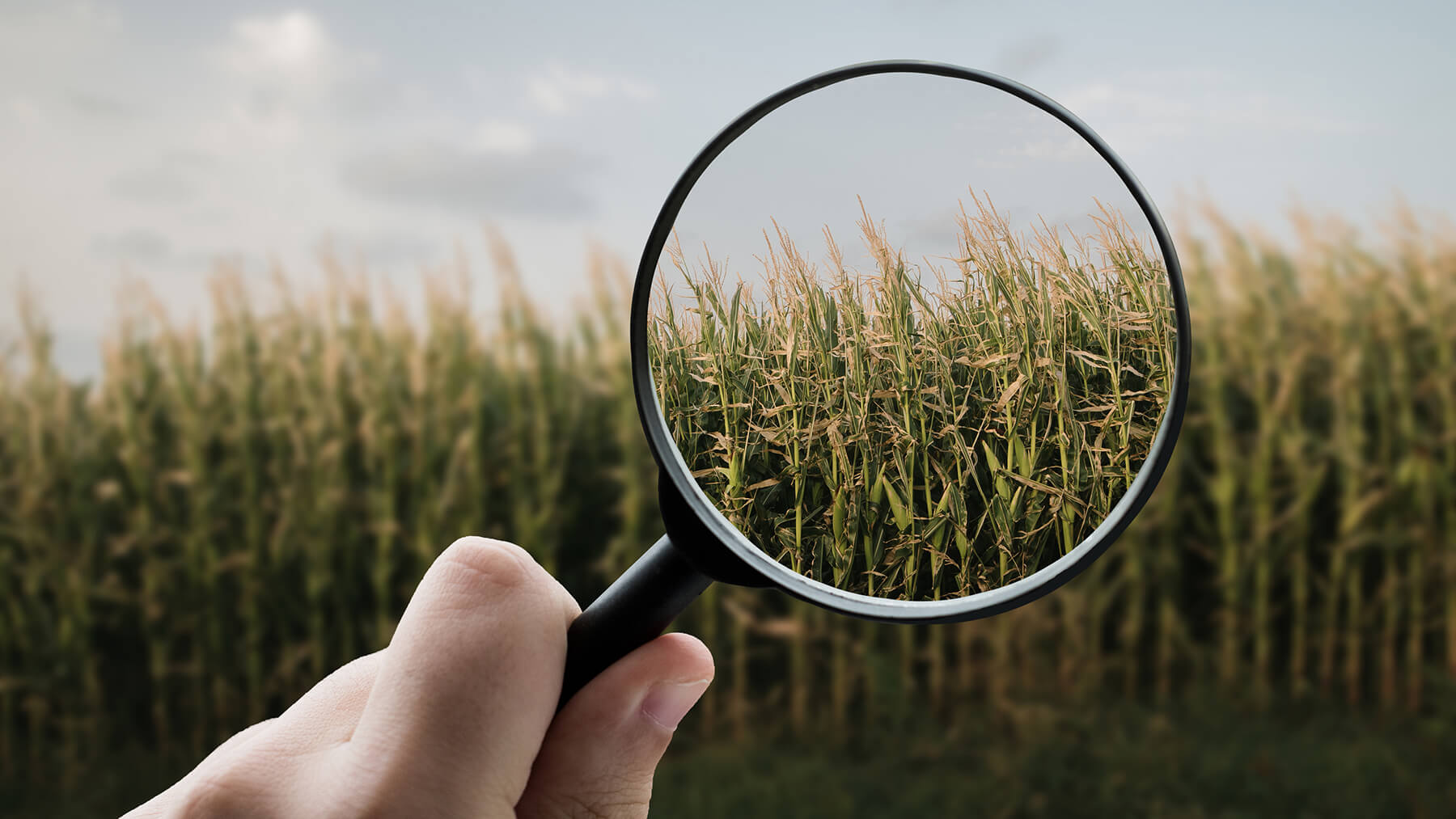 alimentos transgénicos