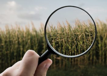 alimentos transgénicos