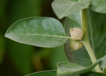 Ashwagandha: propiedades y beneficios para la salud