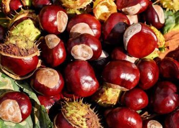 Castañas: beneficios, propiedades y usos