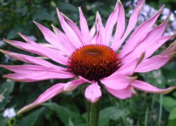 Equinácea: todas las propiedades y beneficios para la salud