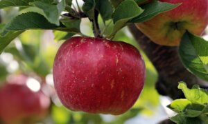 La realidad sobre la efectividad de la manzana para adelgazar: estás son las calorías que tiene