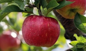 El cardiólogo de Harvard William Li lo confirma: la manzana activa la maquinaria para quemar grasa