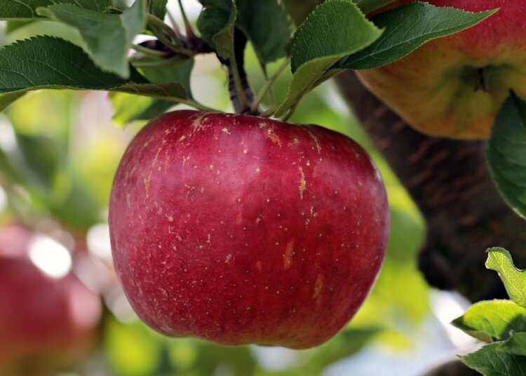 Manzana: beneficios, propiedades y usos