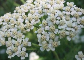 Milenrama: beneficios, propiedades y usos