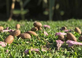 ¿Qué es el Manganeso? Beneficios y propiedades