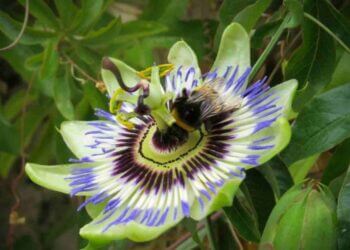 Pasiflora, qué es, dónde encontrarla y principios activos