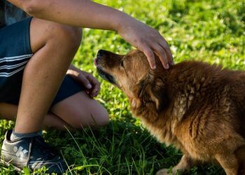El significado de que una persona quiera acariciar a todos los perros que ve en la calle, según la psicología