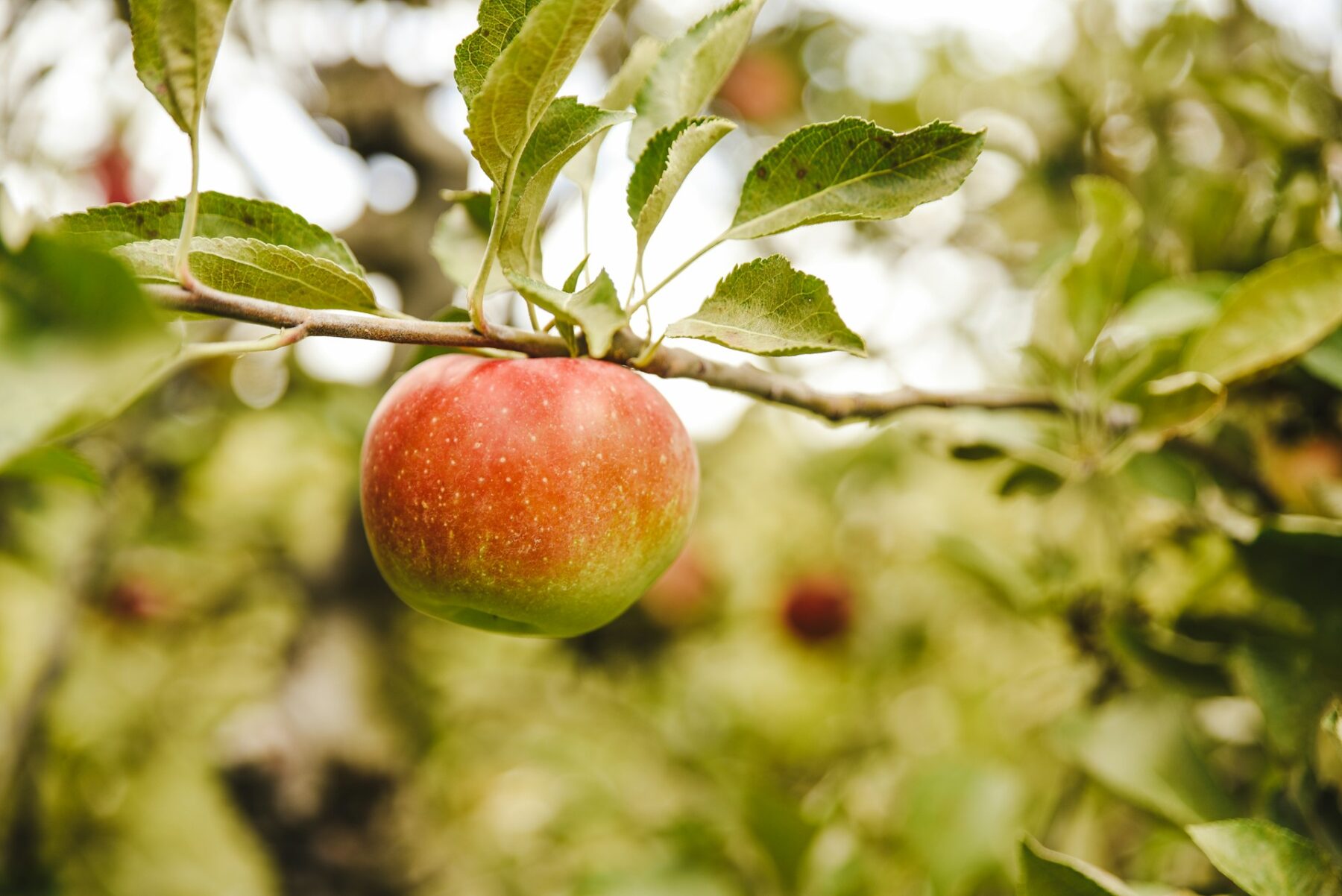 Casi nadie lo sabe, pero tomar esta fruta a diario es lo mejor para limpiar el hígado