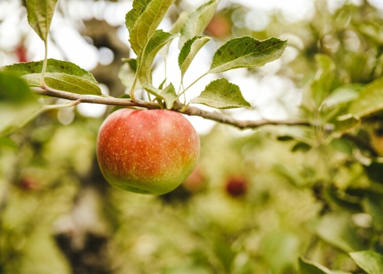 Casi nadie lo sabe, pero tomar esta fruta a diario es lo mejor para limpiar el hígado