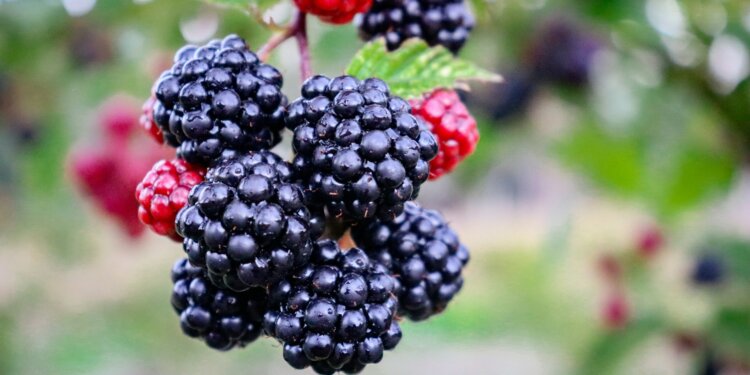 Esta fruta con antioxidantes protege el corazón y combate el ...