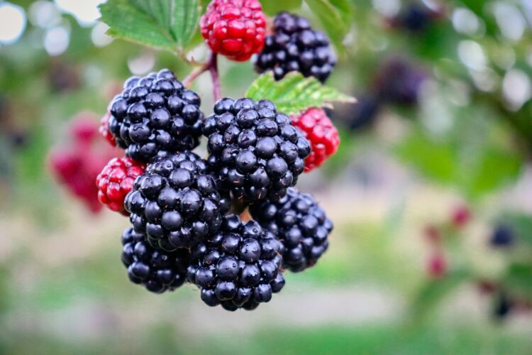 Esta fruta cargada de antioxidantes protege el corazón y combate el envejecimiento