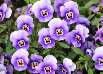 ¿Qué significa el color violeta en psicología?