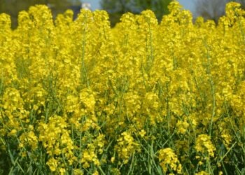 Plantación de colza