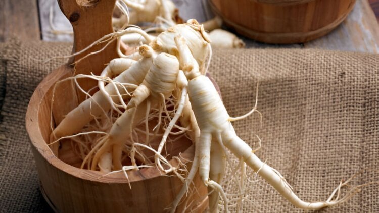 ginseng