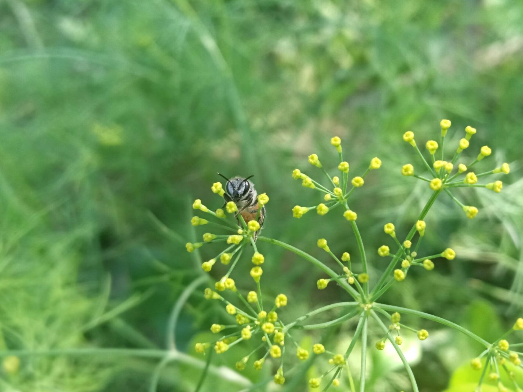 Esto es lo que pasa en tu cuerpo si comes polen de abeja todos los días