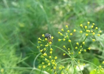 Esto es lo que pasa en tu cuerpo si comes polen de abeja todos los días