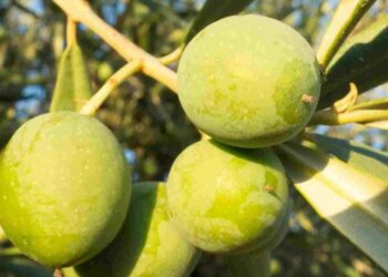 El aperitivo perfecto para poder ir de bares sin engordar demasiado, según los expertos