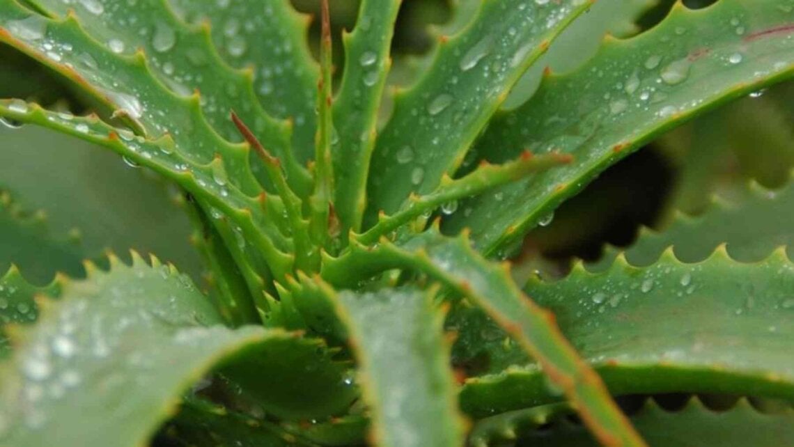 Lo que no te han contado del Aloe Vera: lo que pasa si te lo echas todos los días