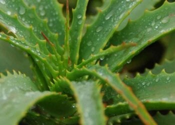 Lo que no te han contado del Aloe Vera: lo que pasa si te lo echas todos los días