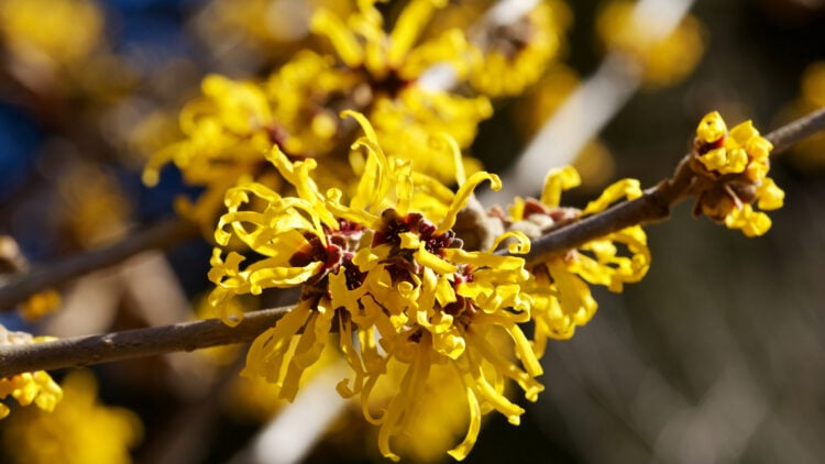 Hamamelis