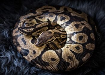 Soñar con serpientes