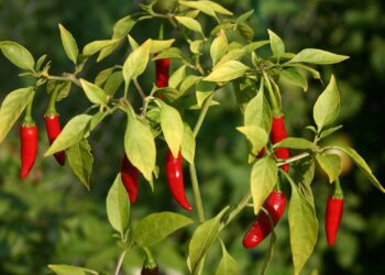 Esta especia, poco conocida en España, es la clave para adelgazar según los nutricionistas