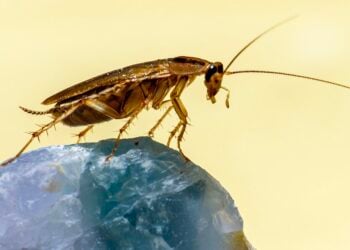 Soñar con cucarachas, Cucaracha