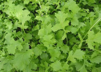 El secreto gallego para controlar el colesterol: esta planta lo cambia todo