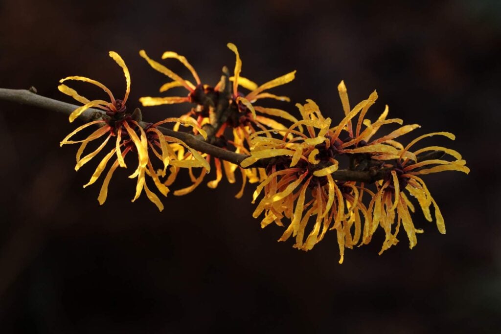 Hamamelis