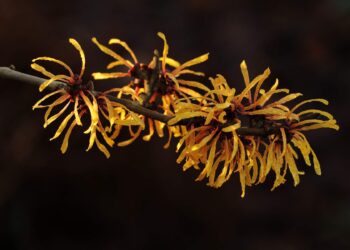 Hamamelis