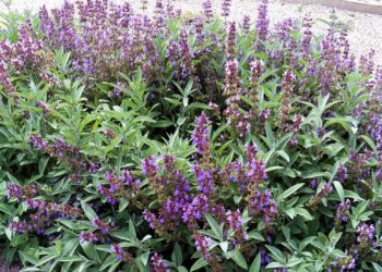 LAyuda a controlar el azúcar en sangre: la planta que casi nadie conoce y tiene beneficios incalculables