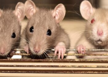 Ratas, significado de sueños, soñar con ratas