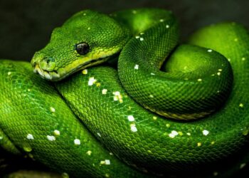 El significado psicológico del color verde.