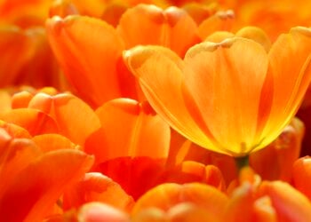 El color naranja es uno de los más analizados por la psicología.