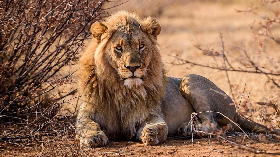 León, sueños