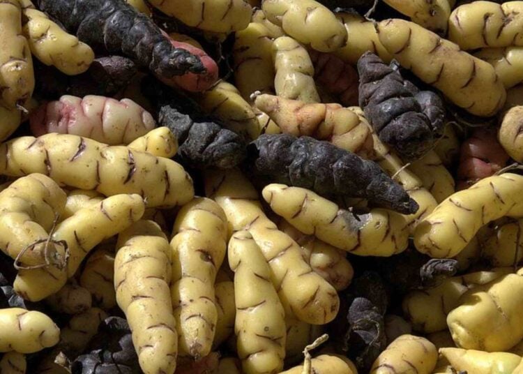 El 'oro negro': el alimento milagroso que genera colágeno, cuida el corazón y es anticancerígeno