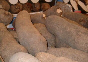 Ni carne ni pescado: el alimento que toman los expertos para tener una memoria de elefante