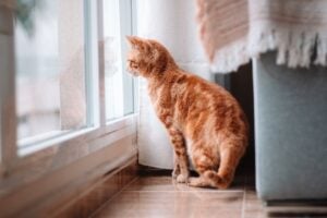 La psicología dice esto de las personas que hablan con su perro o gato
