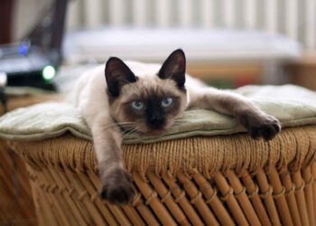 Si una persona ama a los gatos tiene estos rasgos y características, según los psicólogos