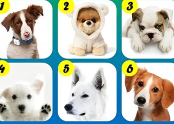 Test psicológico, perros, curiosidades