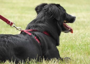 Qué significa hablar con tu perro como si fuese un humano, según los psicólogos