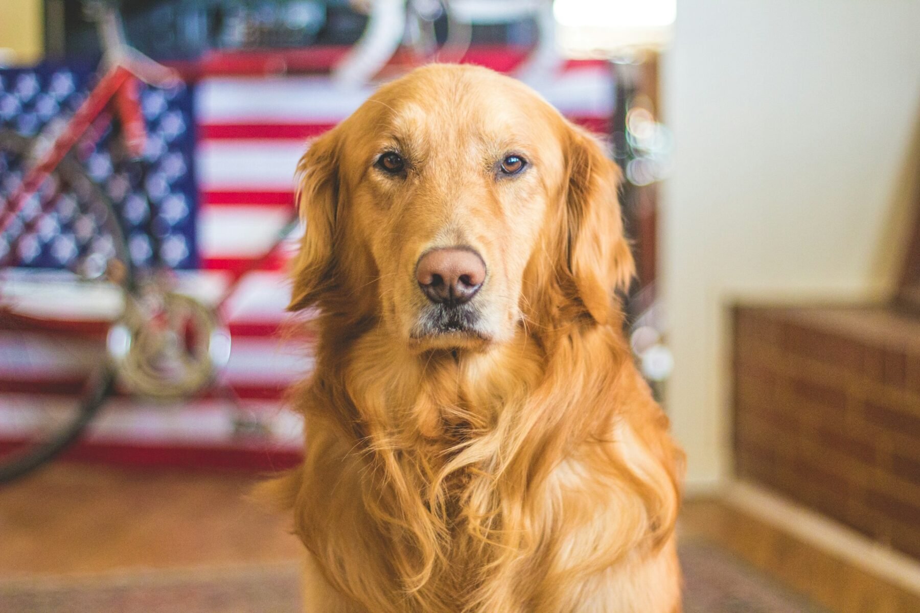 Test de personalidad: qué raza de perro eres según tu mes de nacimiento