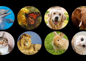 Test, animales, dones