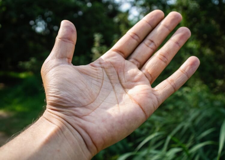 Palma de la mano, mano, líneas