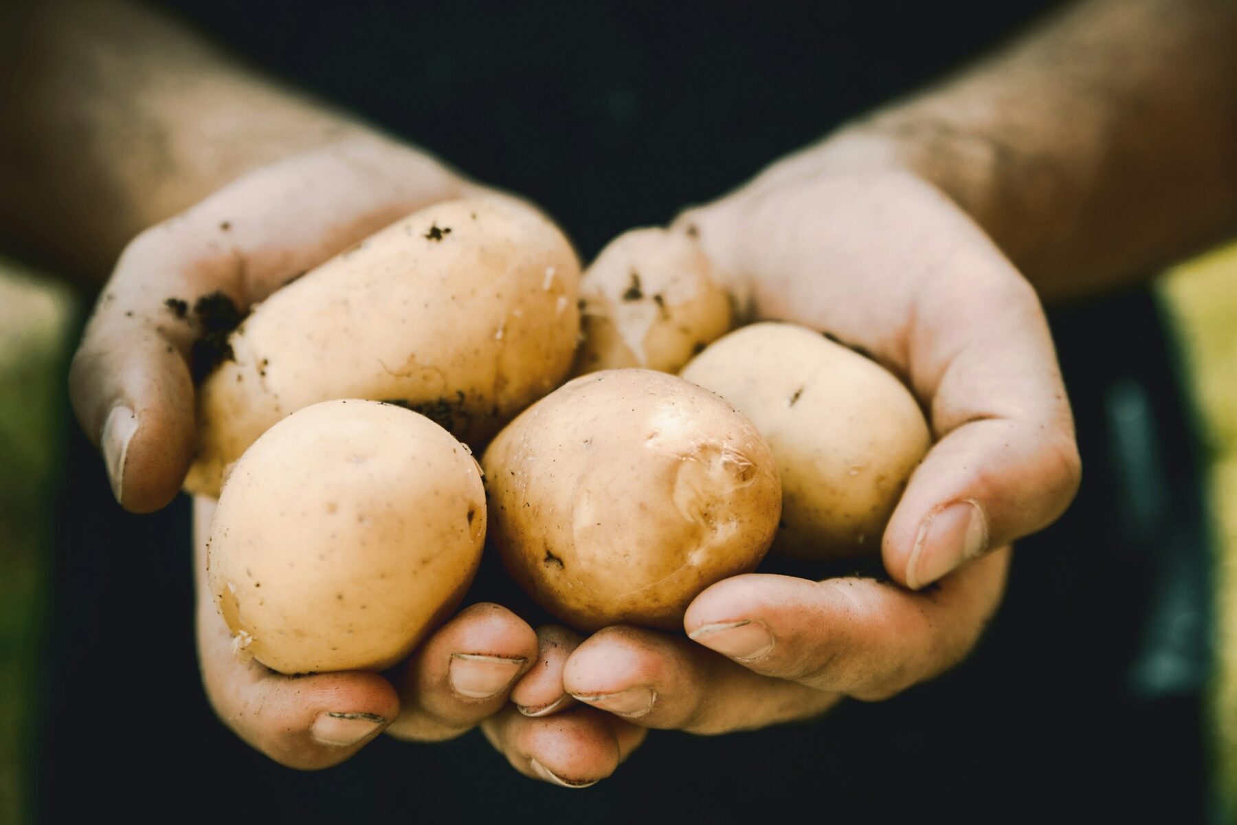 Cuidado con las patatas verdes y con brotes: los peligros de la chaconina que pocos conocen