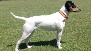 ¿Qué significa llevar la bandera de España en la correa del perro, según la psicología?